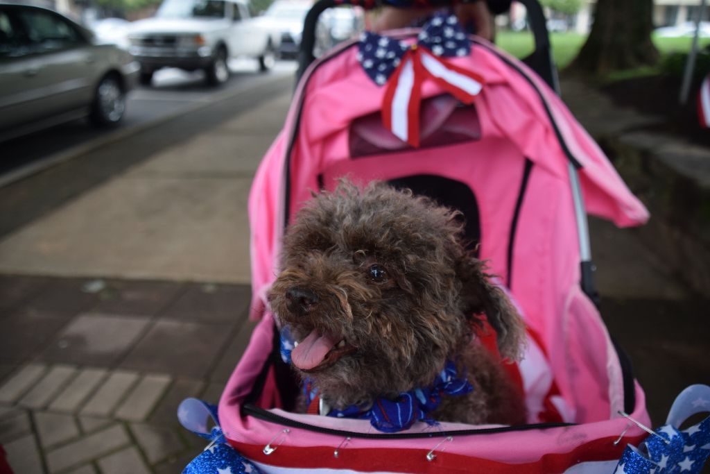 dog show 6-2019 017 (1024x683).jpg